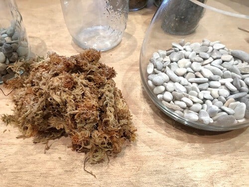 DIY terrarium